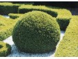 Buxus Sempervirens (CIMIŞIR, MERIŞOR)
